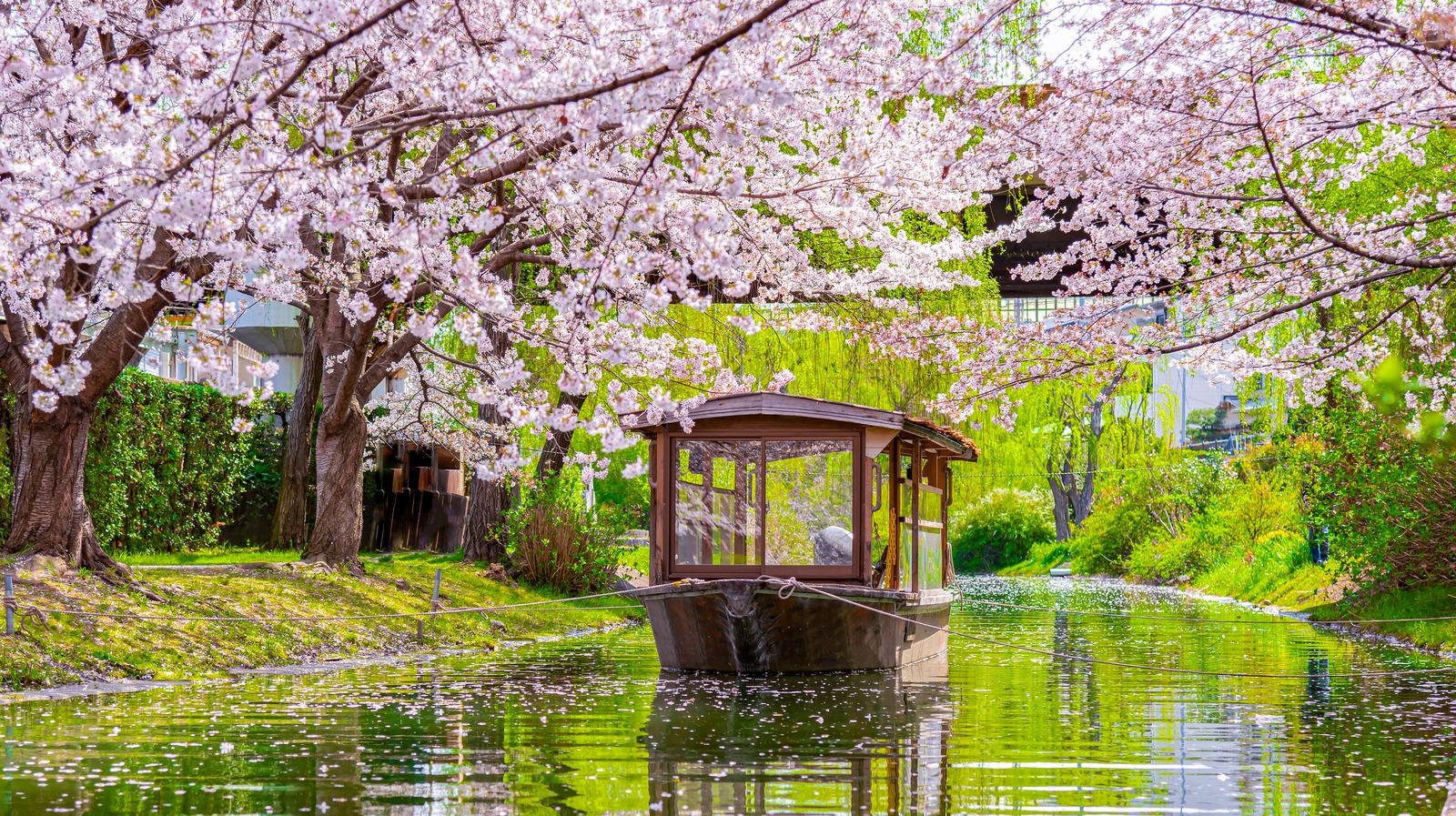 Cover image for Sakura & Serenity: Unique Hotel Stays in Japan for 2025